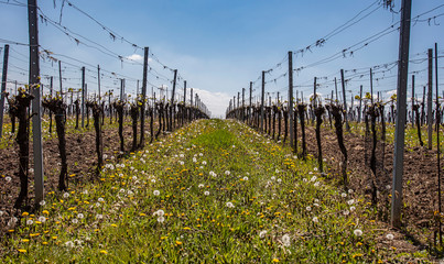 Fototapeta na wymiar green vineyards rows ,spring time