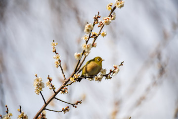 青空とメジロと梅の花