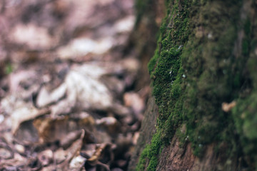 moss on tree