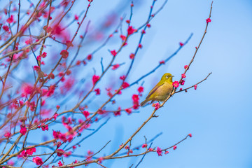 青空とメジロと梅の花