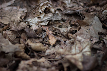 ants in anthill