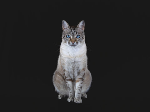 Gato con ojos azules y fondo negro