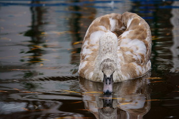 swan in water