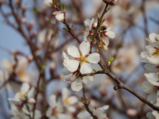 Cherry Orchard in Bloom. Springtime.