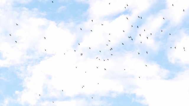 Slow speed motion camera pan scene on swarm of swifts flying scattered on bright white cloudy sky in evening, chaotic pattern of bird flock, immigration animal in nature environment