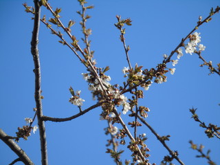 Genova, Italy - 03/22/2020: Beautiful coloured flowers over the cherry tree in the first days of spring in the Italian villages.