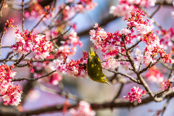メジロと河津桜