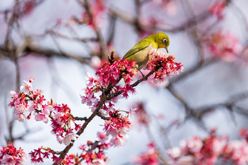 メジロと河津桜
