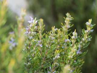 Close up of blooming rosemary bush Rosmarinus officinalis in spring.