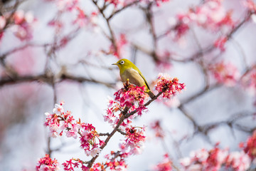 メジロと河津桜