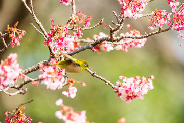 メジロと河津桜
