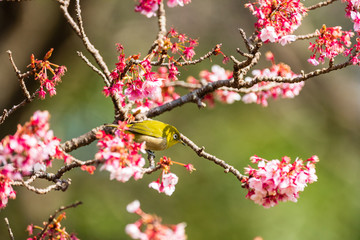 メジロと河津桜