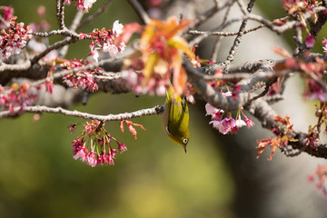 メジロと河津桜