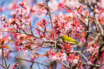 メジロと河津桜