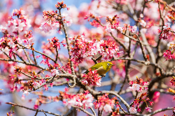 メジロと河津桜
