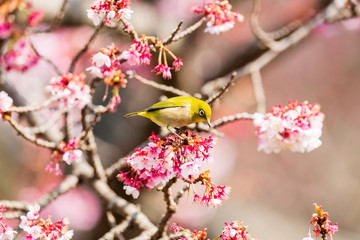 メジロと河津桜