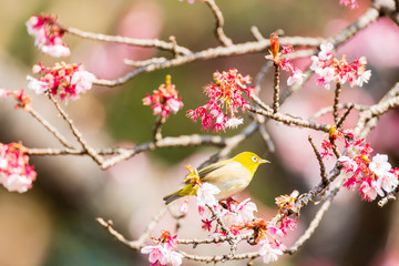 メジロと河津桜