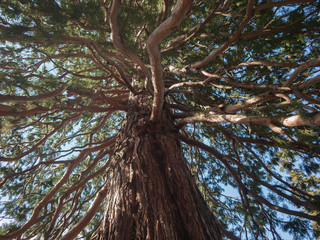 Old tree with a spreading crown, bottom view.