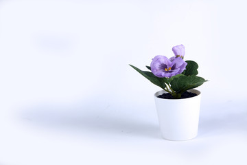 Fototapeta na wymiar artificial violet isolated on white background horizontal image