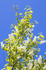 Northern summer. Cherry blossoms against a cloudless blue sky. Summer day on Yagry island, Severodvinsk