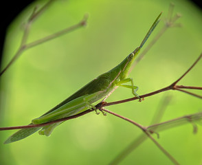 Rice grasshoppers - Close up detail of green grasshopper
