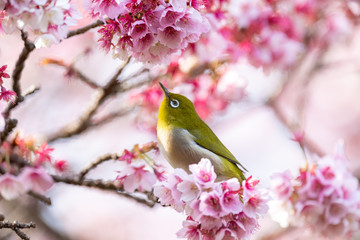 メジロと河津桜