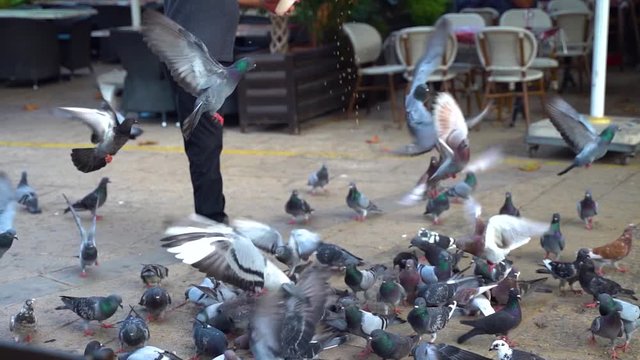 many pigeons being fed by a man in old town Nazareth city