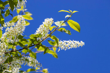 Northern summer. Cherry blossoms against a cloudless blue sky. Summer day on Yagry island, Severodvinsk