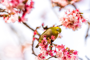 メジロと河津桜
