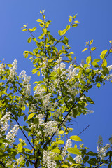Northern summer. Cherry blossoms against a cloudless blue sky. Summer day on Yagry island, Severodvinsk