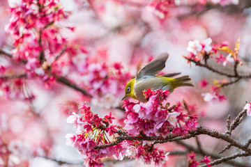 メジロと河津桜