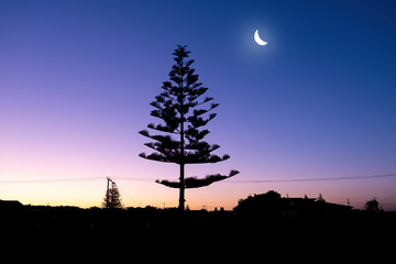 Crescent moon shining over tree silhouettes at dusk - tranquil scene with copy space