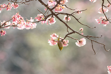 メジロと河津桜
