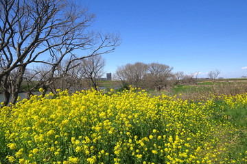 菜の花と枯れ木のある春の江戸川河川敷風景
