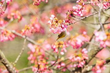 メジロと河津桜