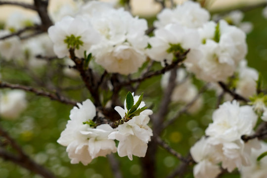 Fleurs blanches de p&ecirc;cher dans un jardin japonais au printemps