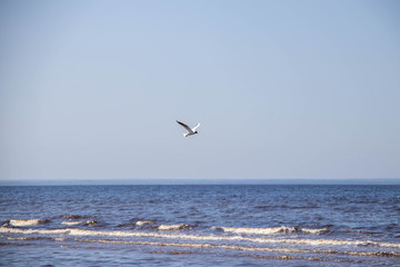 The harsh White sea. Cold summer day on Yagry island, Severodvinsk