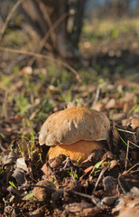 Recolección de hongos en la dehesa extremeña