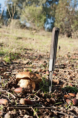 Recolección de hongos en la dehesa extremeña