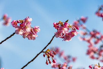 青空と河津桜