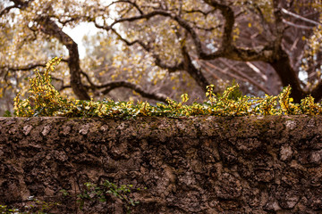 Muro de piedra con hojas verdes