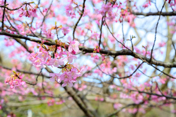 Obraz premium 青空と河津桜