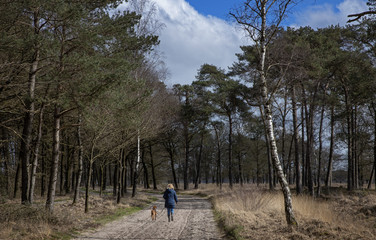 Peet and heatherfields. Drents-Friese Wold National Park. Doldersumse veld. Netherlands.
