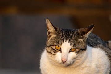 Obraz premium cat family and cat baby