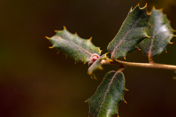 Rama con hojas verdes