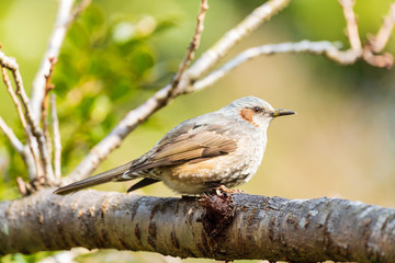 小枝にとまるヒヨドリ