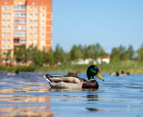 Summer day on the Bank of Lake Chayachiy on island of Yagry. Ducks