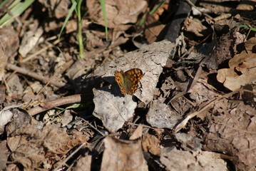 MARIPOSA
