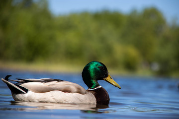 Summer day on the Bank of Lake Chayachiy on island of Yagry. Ducks