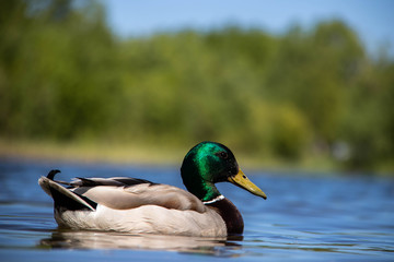 Summer day on the Bank of Lake Chayachiy on island of Yagry. Ducks